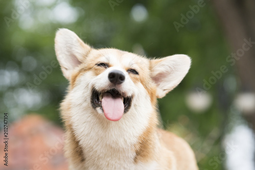 Corgi pies uśmiech i szczęśliwy w słoneczny letni dzień