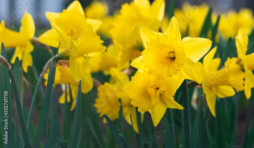 Spring Yellow Daffodil 