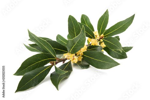 Laurel branch with flowers