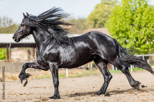 black friesian stallion runs gallop in sunny day