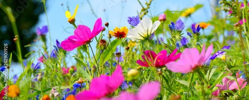 Blumenwiese bunt - Hintergrund Wildblumen