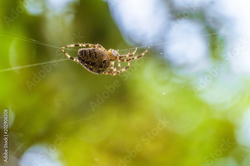 Garden-spider araneus in the center of web. Natural background with green bokeh. Cobweb with spider-cross.