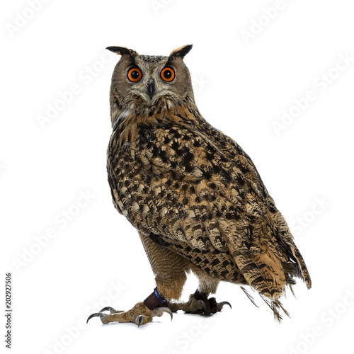 Turkmenian Eagle owl / bubo bubo turcomanus sitting isolated on white background looking over shoulder in lens
