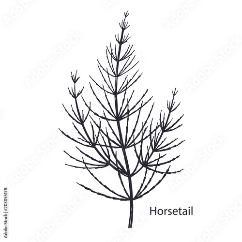 Medical plant Horsetail.