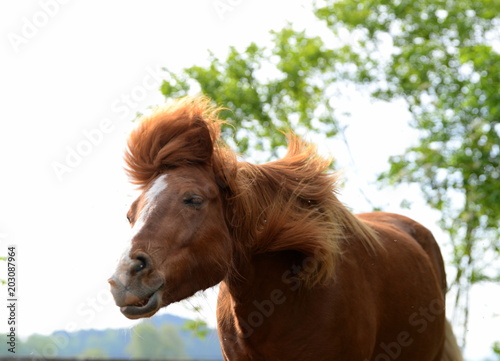 headshaking, sorrel coloured island horse shaking it´s head