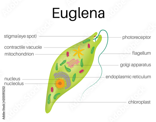 The structure and diagram of euglena 