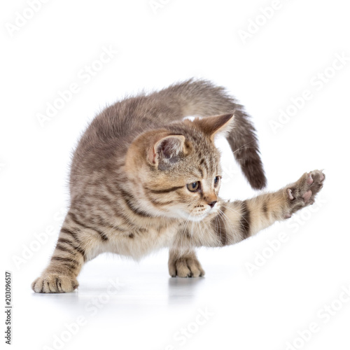 cute cat kitten clawing at the air while looking for some food