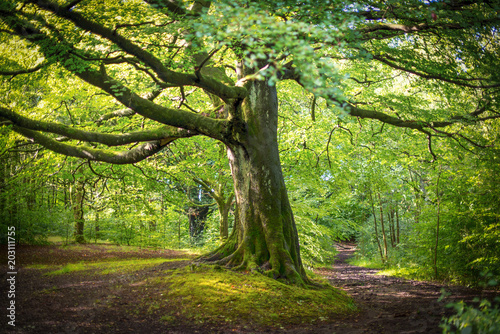 Magnificent beech tree in summer spreading out over two diverging country path ways.