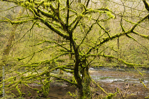 Tree covered in moss in Snowdonia
