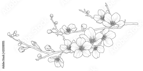 Cute hand drawn isolated sakura branch set 1.
