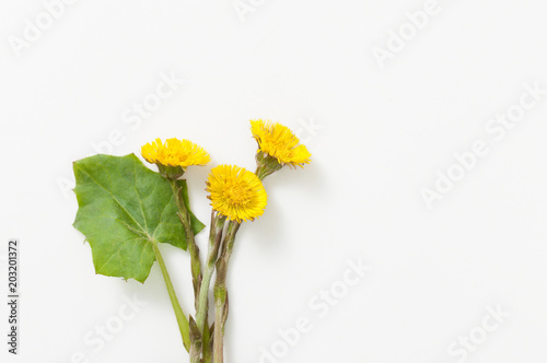 Coltsfoot with leaves and root on white background