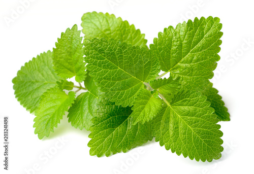 fresh lemon mint isolated on white