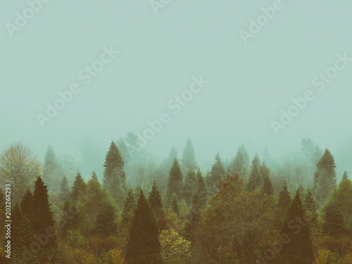 background of vintage forest in autumn with copyspace