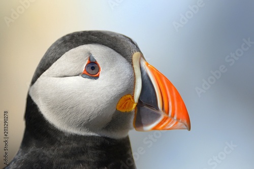 The Atlantic puffin (Fratercula arctica) is a species of seabird in the auk family.