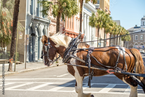 historic charleston south carolina downtown scenery