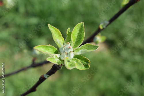 Zielony pąk na jabłoni odmiany Topaz green bud apple phase