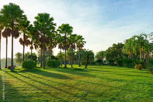 Beautiful landscape in park with palm tree and green grass field at morning.
