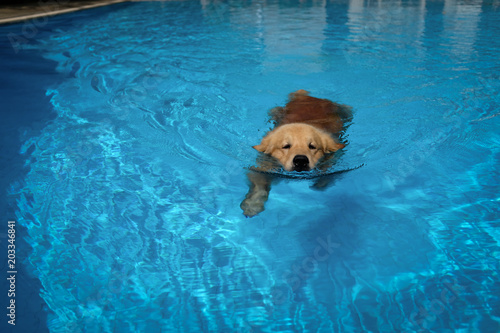 Dog (Golden Retriever) Exercises in Swimming Pool