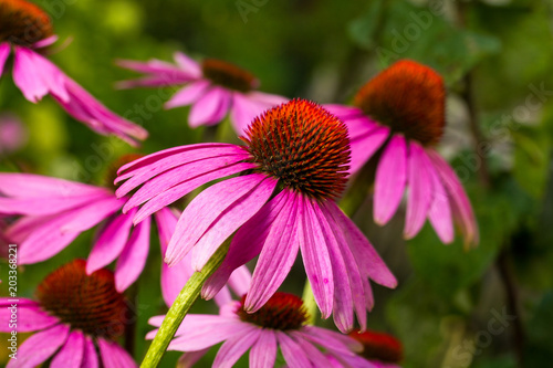 echinacea flowers