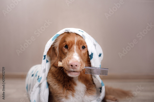 a dog in at home, after a shower