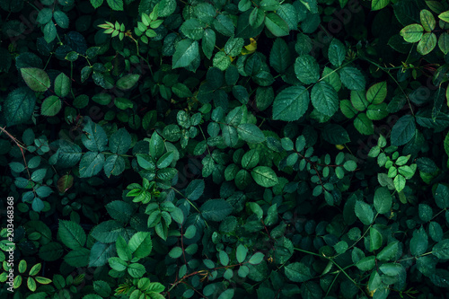 Green plant leaves background, top view. Nature spring concept