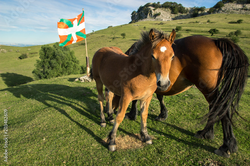 A young horse and his mother stand in front of the basque flag, in the mountains.