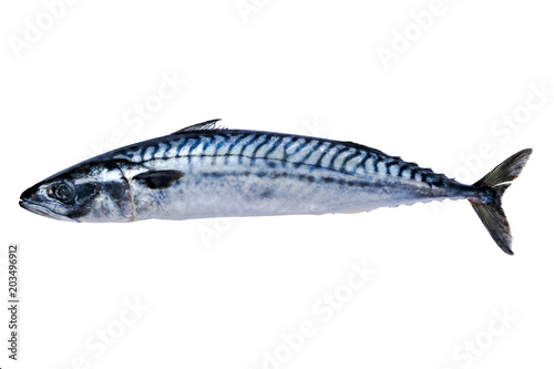 Mackerel fish isolated on white background. Frozen fish. iced atlantic fish. Mackerel. Mackerel pattern. Mackerel texture. Empty space. Copy space.