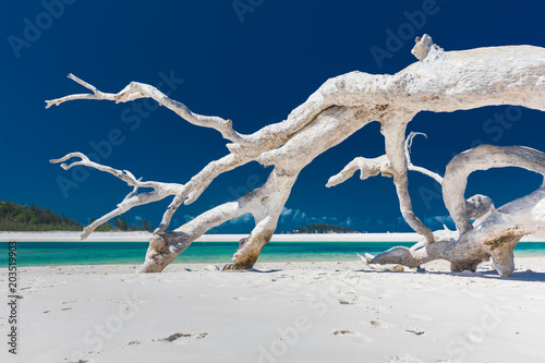 White driftwood tree on amazing Whitehaven Beach with white sand in the Whitsunday Islands, Queensland, Australia