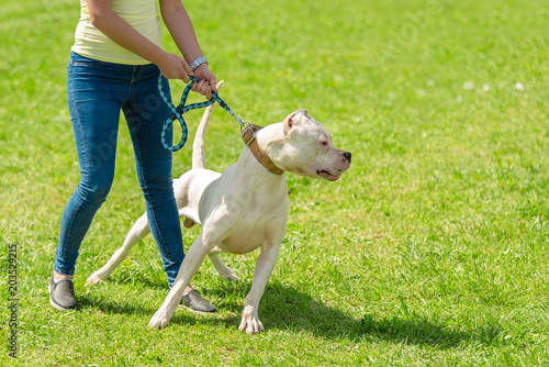 Argentine dog with owner