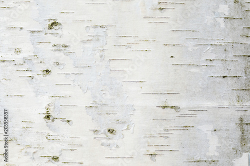 The birch bark texture or background. The macro shot is made by means of stacking technology