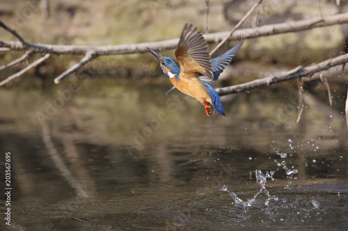 Martin pescatore (Alcedo atthis)