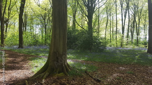 A Forest of Bluebells - An English Springtime