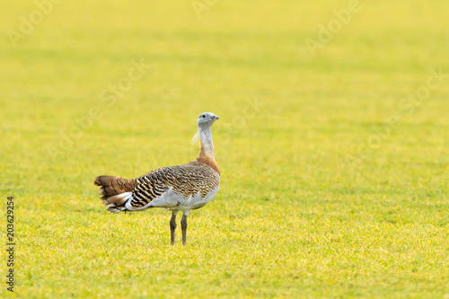 Great Bustard (Otis tarda) on the field in springtime