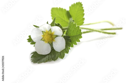 a blossoming strawberry flower with young green leaves close