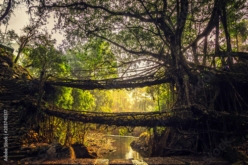 Living roots bridge formed by training tree roots over years to knit together near Nongriat village, cherrapunji, Meghalaya, India.