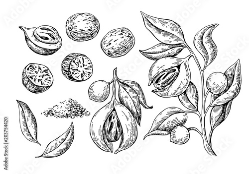 Nutmeg spice vector drawing. Ground seasoning nut sketch. Dried seeds and fresh mace fruits Herbal