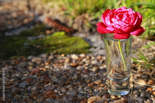 Red Rose in Shot Glass of Water Frame Right Outdoors in Late Afternoon Sun against Stone Steps and Green Grass