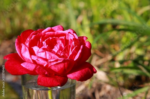 Closeup of Red Rose in Shot Glass of Water Outdoors in Late Afternoon Sun against Stone Steps and Green Grass