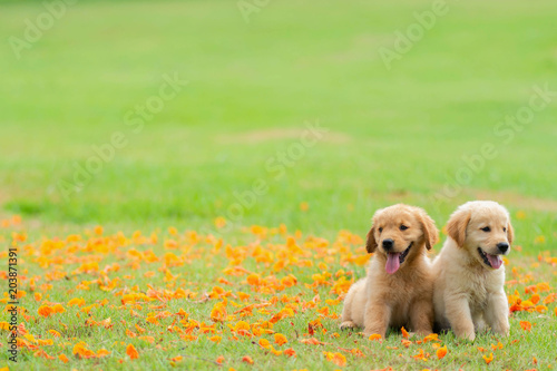Two golden retriever puppies sit in the garden with the fallen yellow flowers background