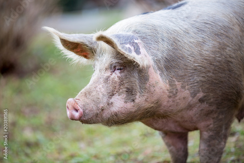 Portrait of big organic free range curious pig getting closer to the camera, photo taken in a garden in Serbia with blurred background