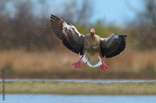Greylag goose in flight. Anser anser