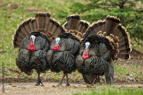 Three Turkeys (jakes) Strutting