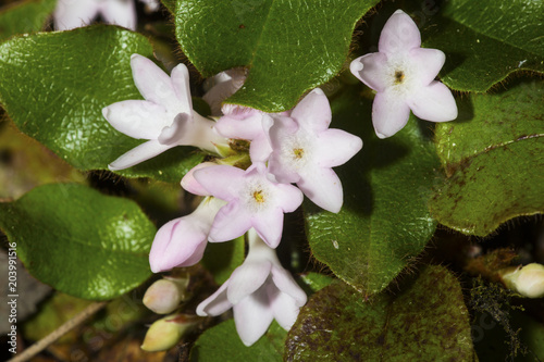 Flowers of trailing arbutus at Valley Falls Park in Connecticut.