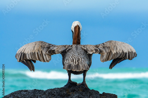 Brown pelican on a rock, Isabela island, Galapagos, Ecuador