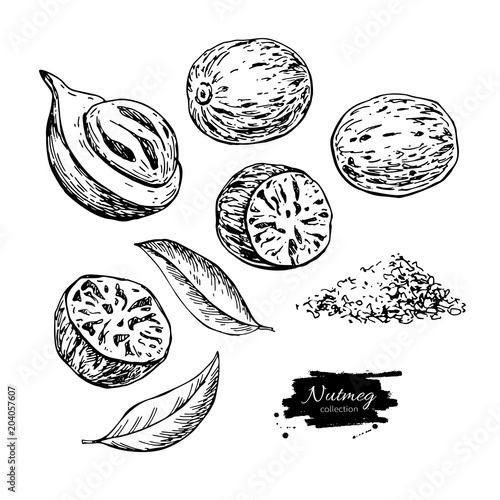 Nutmeg spice vector drawing. Ground seasoning nut sketch. Dried seeds and fresh mace fruits