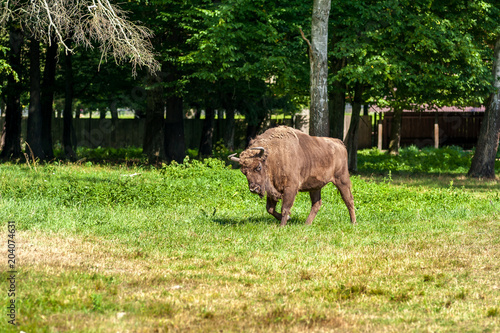 młody żubr w parku w Białowieży