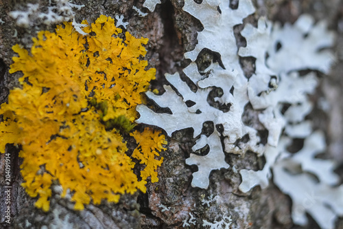 The image of lichen on a tree bark