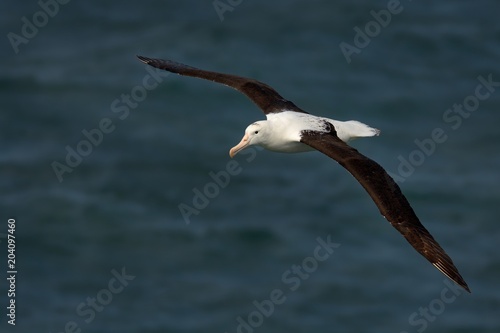 Diomedea sanfordi - Northern Royal Albatros flying above the sea in New Zealand near Otago peninsula,