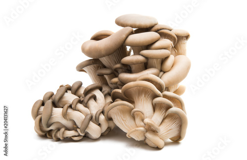 mushrooms oyster mushroom