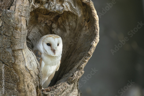 Barn owl_